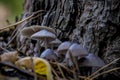 ÃÂ¡loseup of forest autumn group gray mushroom in macro Royalty Free Stock Photo